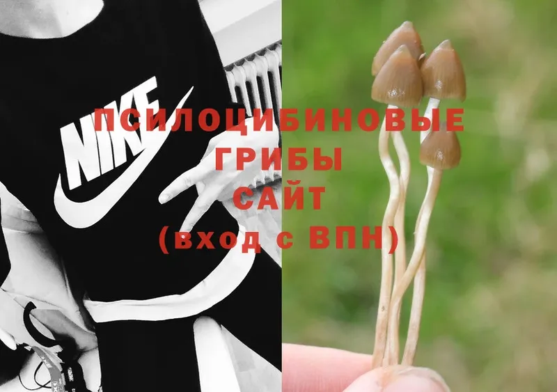 Псилоцибиновые грибы Psilocybine cubensis  Зеленокумск 